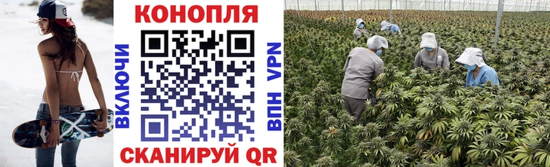 Купить  Сосновка  Конопля семена 